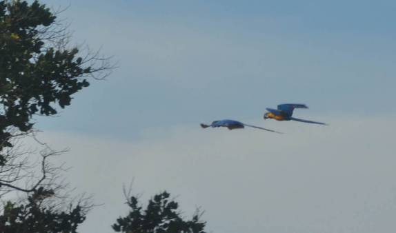 Vôo de araras no P.N. Nascentes do Parnaíba, no extremo sul do Maranhão